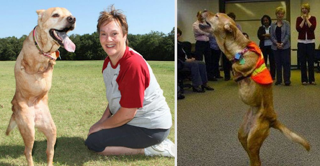 A TWO-LEGGED DOG TEACHES THE WORLD A LESSON AFTER BEING ABANDONED BY OWNER DUE TO DEFORMITY