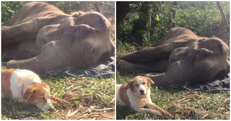 Elephant and her beloved Dog friend stayed inseparably until her final bre.ath in sanctuary