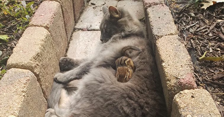 Cat Befriends a Chipmunk and Spends all day Cuddling with it!