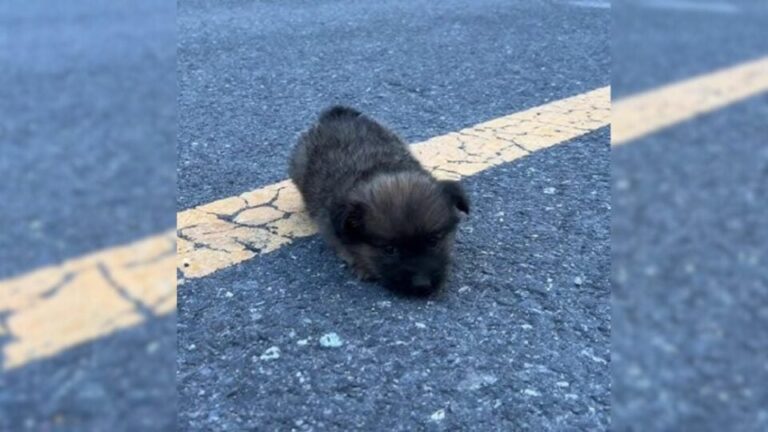 The Tiniest Pup Dumped In The Middle Of The Road Begs People For Help