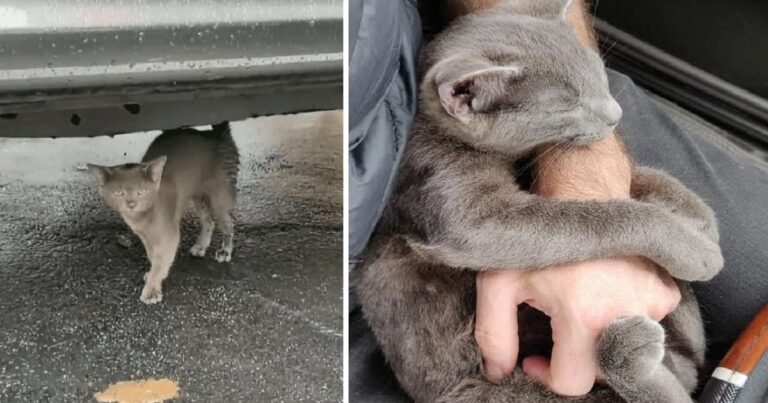 Man helps Little Gray Kitten who Refuses to leave his Side and Forms an Unbre.aka.ble Bond!