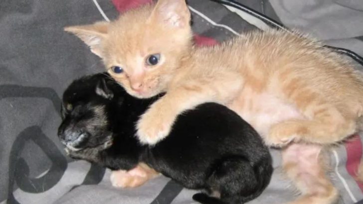 Rescue Kitten gets a Home and adopts an Orp.haned Puppy…!