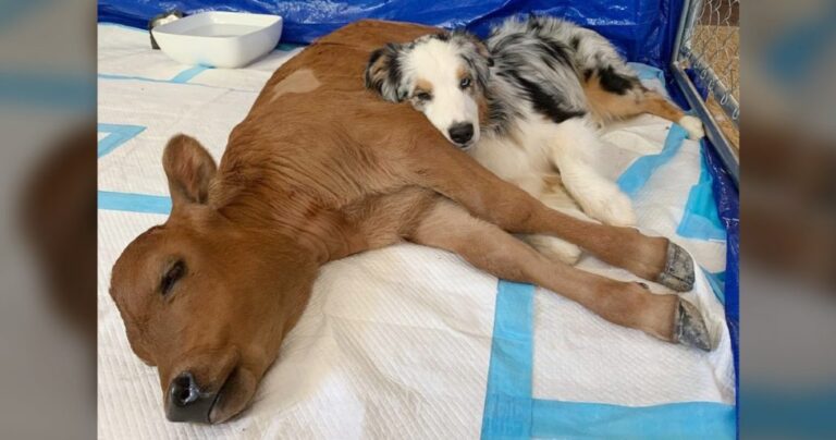 Si.ck Calf lies Alone on the Ground until a Dog comes to Help!