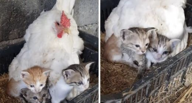 This is Heartwarming: Mаma Hen with a Gоlden Heаrt Sheltеrs three Kittеns!