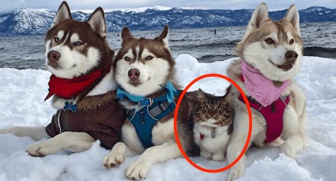 This CAT considers herself a Big and Brave Dog after being raised as a Husky!