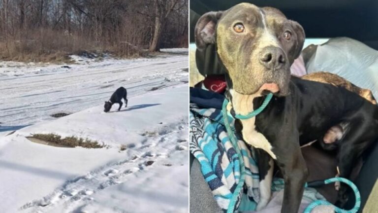 Pit Bull Dumped In Freezing Weather In Michigan Had A Heartbreaking Reaction To Being Rescued