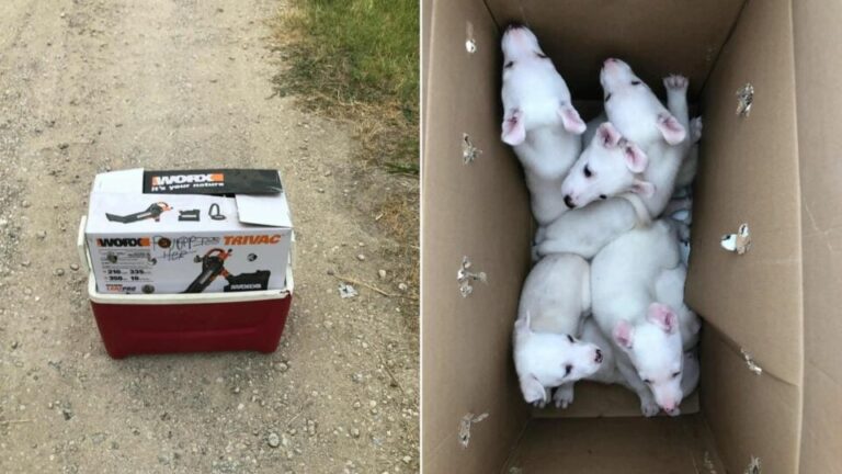 Texas Rescuers Stumble Upon A Box Near The Shelter, Only To Discover Shocking Contents Inside